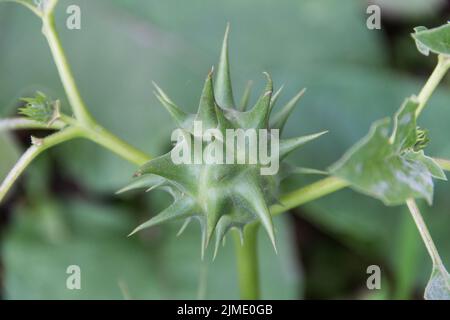 Chamico Fruits of Datura ferox that grow wild, known as toloache or chamico ...