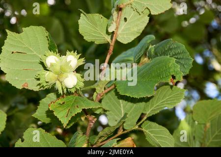 Young hazel, green hazelnut nuts, grow on a tree Stock Photo