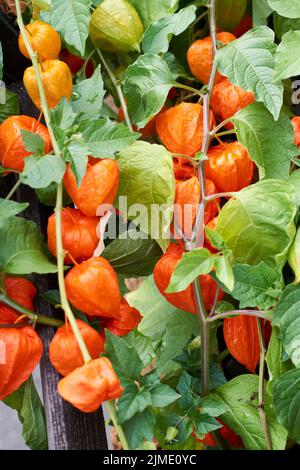 The berry of the physalis in the red shell on the branch - Physalis peruviana Stock Photo