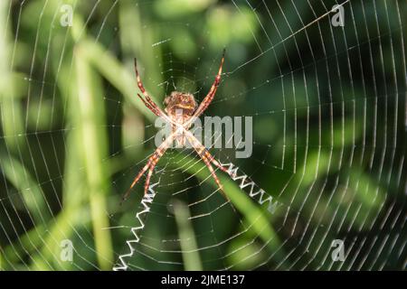 An Argiope lobata Pallas spider, on its web in the garden Stock Photo