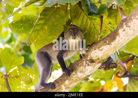 White-throated Monkey (cercopithecus albogularis) in a tree, Kenya, Africa Stock Photo