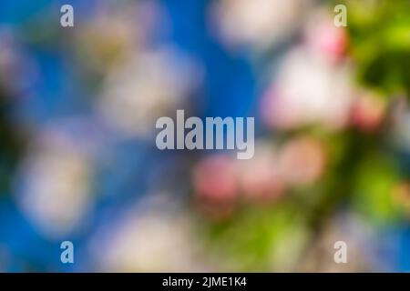 Abstract blur spring blossom background Stock Photo