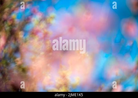 Abstract blur spring blossom background Stock Photo