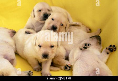 Young yellow labrador puppies Stock Photo