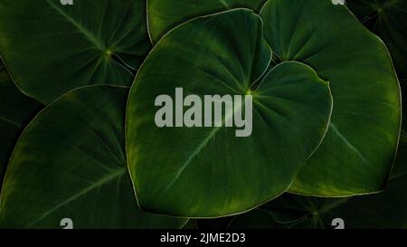 Taro Giant Taro,Alocasia Indica Green leaf bushes, biennial plants, . In tropical garden. Stock Photo
