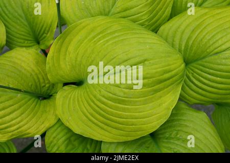 Green plant background, top view on abstract leaves of Hosta plant. Stock Photo