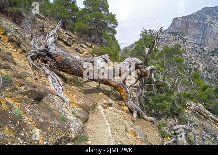 A dried relict pine tree fell on a path in the mountains. Stock Photo