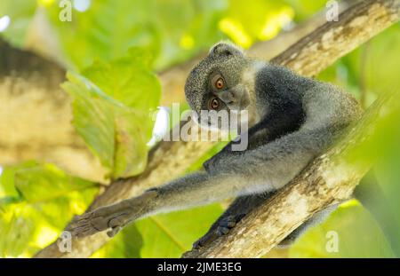 White-throated Monkey (cercopithecus albogularis) in a tree, Kenya, Africa Stock Photo