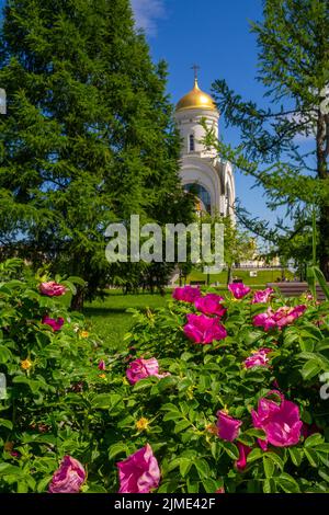 Beautiful rosehip flowers on the bush against the blue sky and Orthodox church. Stock Photo