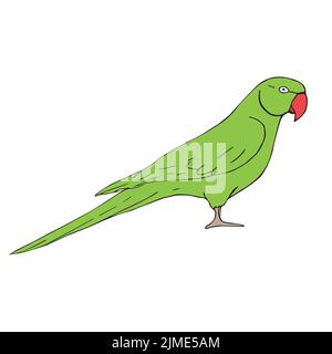Vector hand drawn doodle sketch colored Indian ringneck parrot isolated on white background Stock Vector