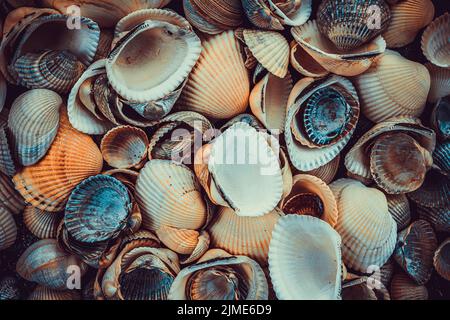 Variety of sea shells from beach Stock Photo