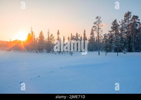 Edge of the Winter Northern Forest and the Sunset Behind the Pines Stock Photo