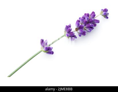 Lavender Flower Isolated On White Background Stock Photo