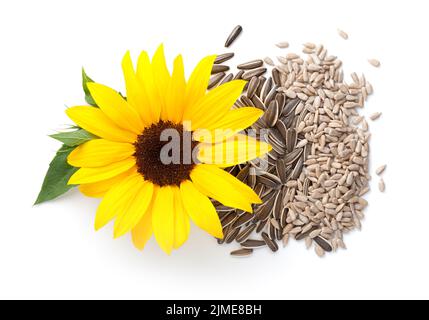 Sunflower Isolated White Background Flower And Seeds Stock Photo