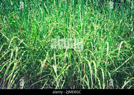 Green grass texture background. Stock Photo