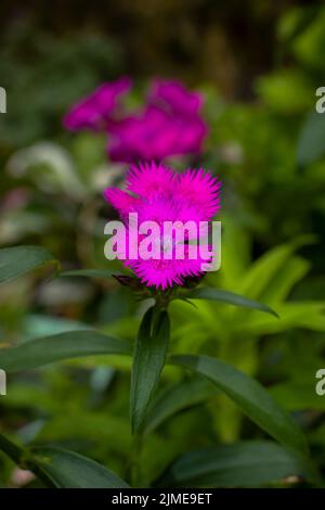 A vertical closeup of pink maiden flowers growing in a shrub Stock Photo