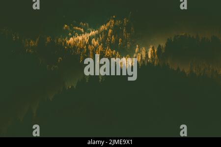 Sun-rays through misty pine forest autumn nature background Stock Photo