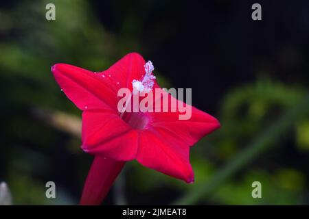 Close up photo of cypress vine. Stock Photo