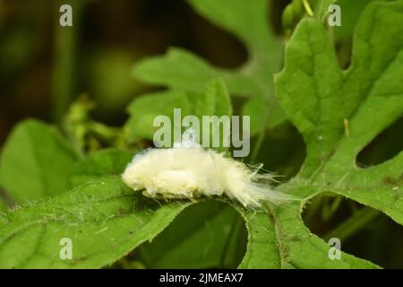 A close up photo of june's snowfall planthopper resting on green leaf. Stock Photo