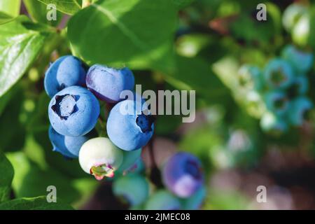 Blueberries on the bush in sunlight, close up Stock Photo