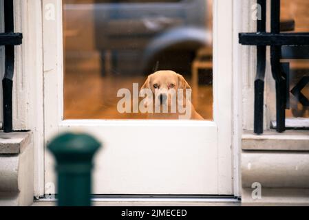 Dog looking out from behind a glass door Stock Photo