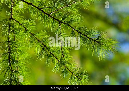 Larix decidua (European or common larch) green branches close up Stock Photo