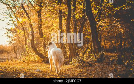 Autumn nature background white dog in forest Stock Photo