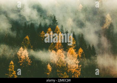 Autumn nature background forest in fog Stock Photo