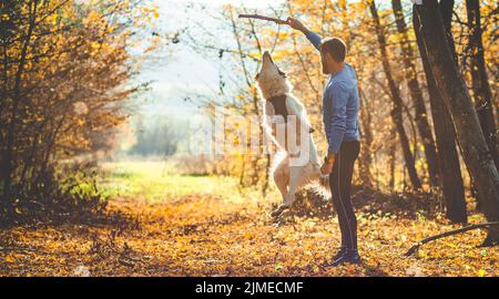 Happy dog and man playing in autumn forest Stock Photo