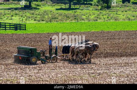 Amish Farmer Plowing Field After Corn Harvest with 6 Horses Stock Photo