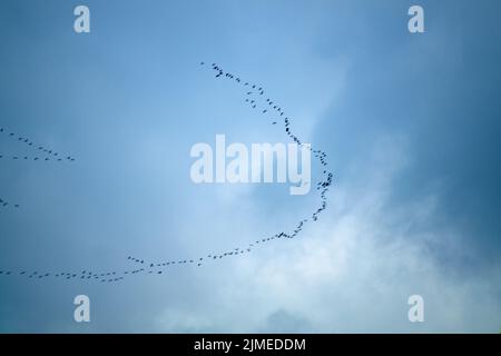 Silhouettes of wild geese flying in front of misty blue sky Stock Photo