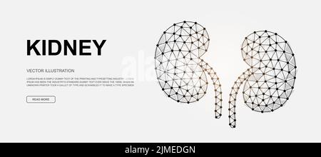 Kidneys 3d low poly symbol for landing page template. Urinary design illustration. Polygonal Organ illustration for homepage design, adv page Stock Vector