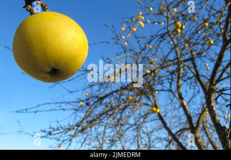 Yellow apple on blue sky background on a sunny frosty day in winter Stock Photo