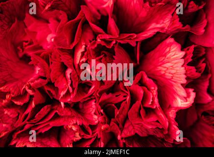 Abstract floral background, red carnation flower petals. Macro flowers backdrop for holiday brand design Stock Photo