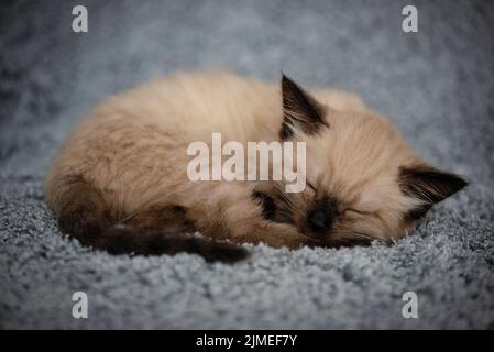 A small cute kitten sleeps sweetly on a fluffy gray blanket, curled up in a ball. High quality photo Stock Photo