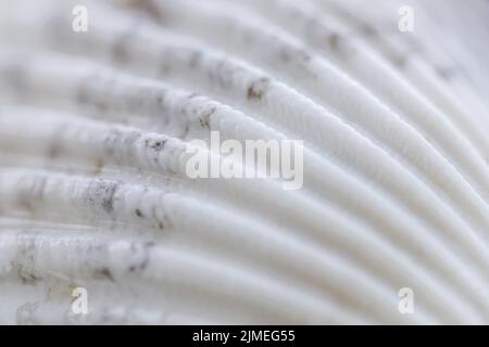 White conch shell on water with reflection Stock Photo