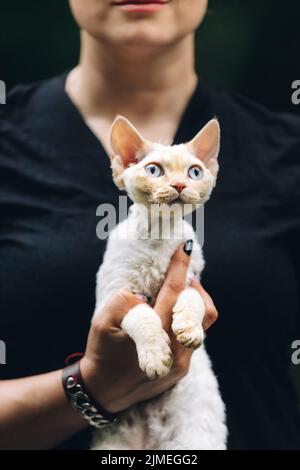 Obedient Devon Rex Cat With White Fur Color Sitting On Hands. Curious Playful Funny Cute Beautiful Devon Rex Cat. Cats Portrait. Blue Eyes. Amazing Stock Photo