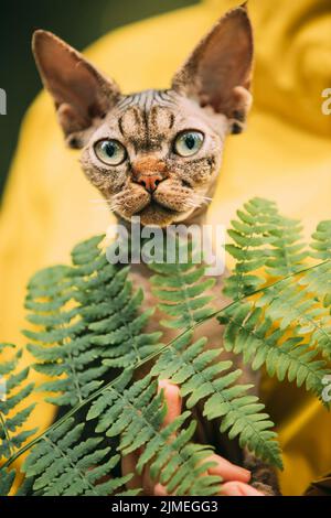 Cute Funny Curious Playful Beautiful Devon Rex Cat Looking At Camera. Obedient Devon Rex Cat With Dark Brown Tabby Fur Color Sitting On Hands. Cats Stock Photo