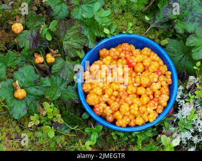 Cloudberry, Rubus chamaemorus Stock Photo