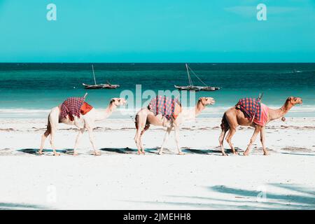 Camels at Diani Beach - Galu Beach - in Kenya, Africa Stock Photo