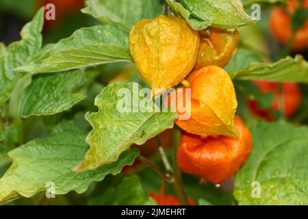 The berry of the physalis in the red shell on the branch - Physalis peruviana Stock Photo
