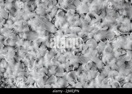 White feathers floating on the water of a pond. Suitable as a background or wallpaper. Stock Photo