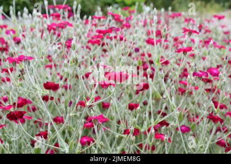 Big group Rose campion Lychnis coronaria flowering in a garden Stock Photo