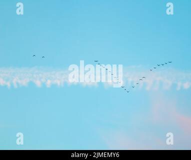 Flock of wild birds flying in a wedge against blue sky with white and pink clouds in sunset Stock Photo