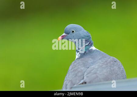 Only a portrait photo shows the colourful plumage of the Common Wood Pigeon Stock Photo