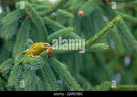 A male Greenfinch threatens a conspecific / Chloris chloris Stock Photo