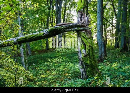 A Fallen Tree is Rotting in the Middle of the Forest Stock Photo