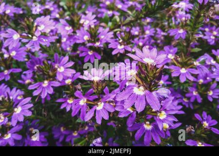 Fairy Fan-flower purple flowers in the garden, Scaevola aemula in bloom Stock Photo