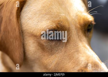Cute yellow labrador retriever lying on the floor outside. Golden retriever. Stock Photo