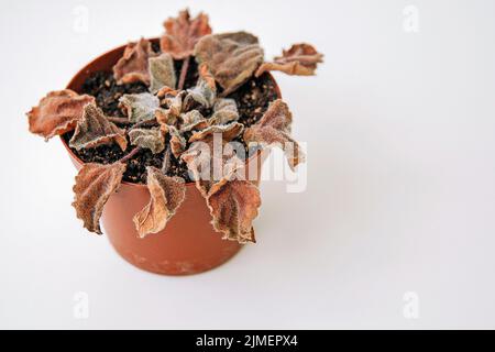 Dead dry plant in a pot, copy space Stock Photo